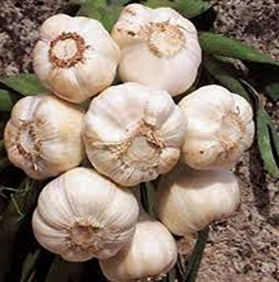 Grab Fresh Garlic for Just $0.25 - Save Up to 50% 